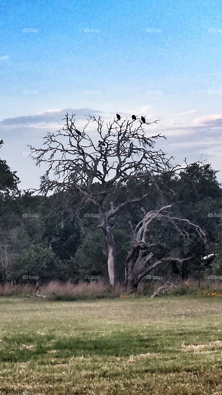 Buzzard tree