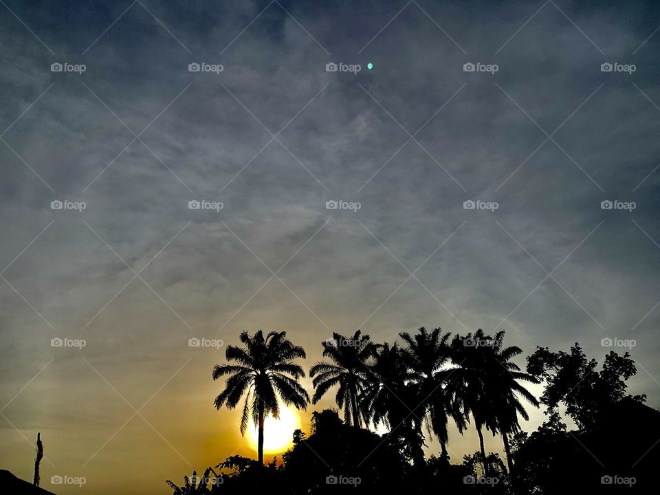 Sunset behind Palm Tree