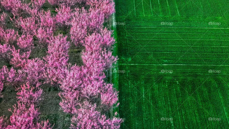 Spring is a grand flower arrangement, blooming with flowers that are rich and fragrant, filling the world with vibrant colors.