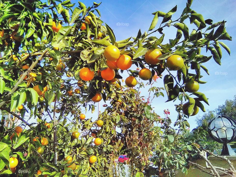 garden of oranges 2017