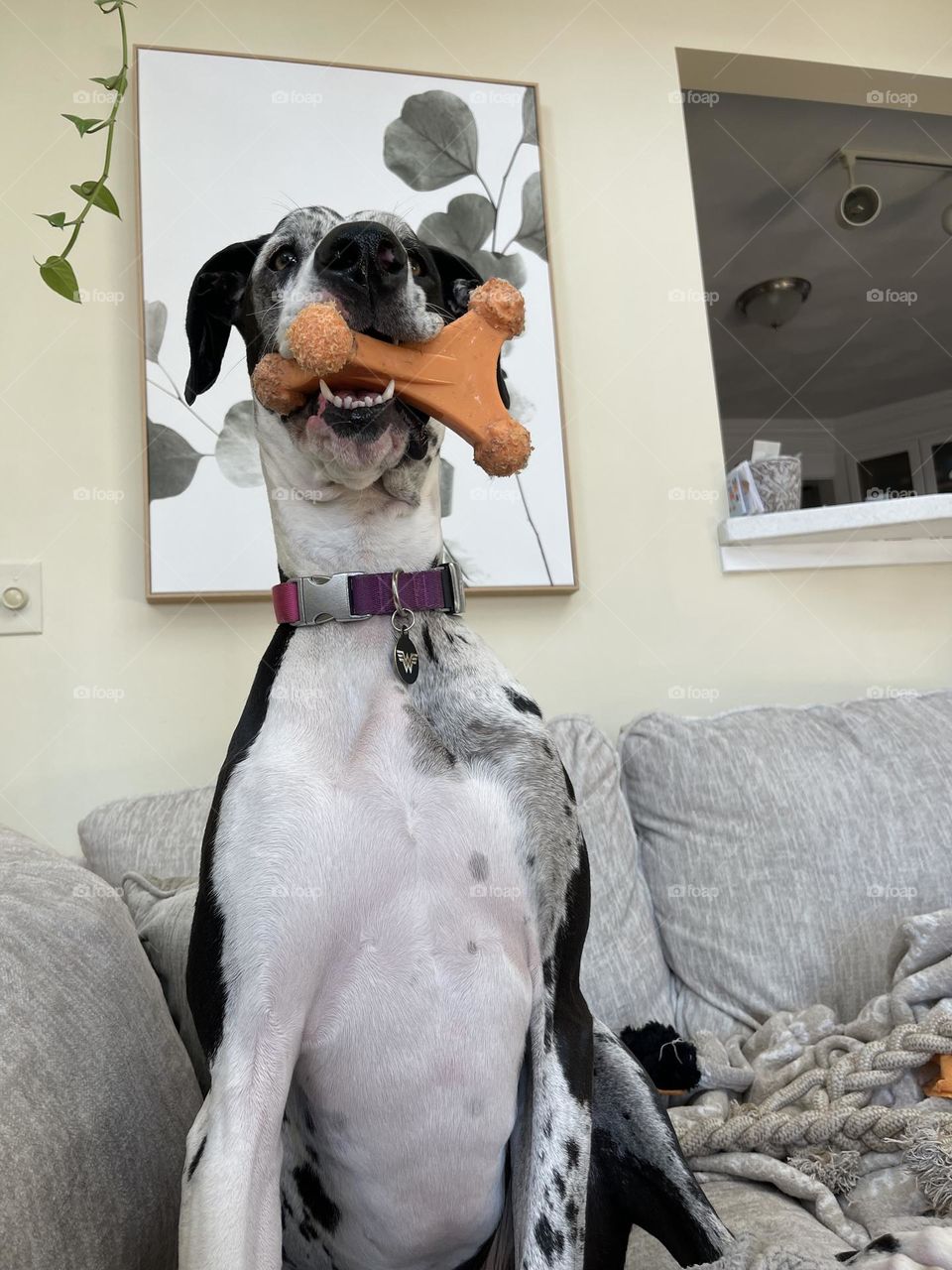 Eyes out the window A$$ on the couch, not a worry in the world, a big toy in my mouth, life is good today, life is good today. The dog version of Zac Brown Band 