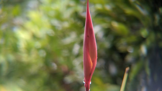 Fresh red flower in the fresh morning. Good view after morning rain.
