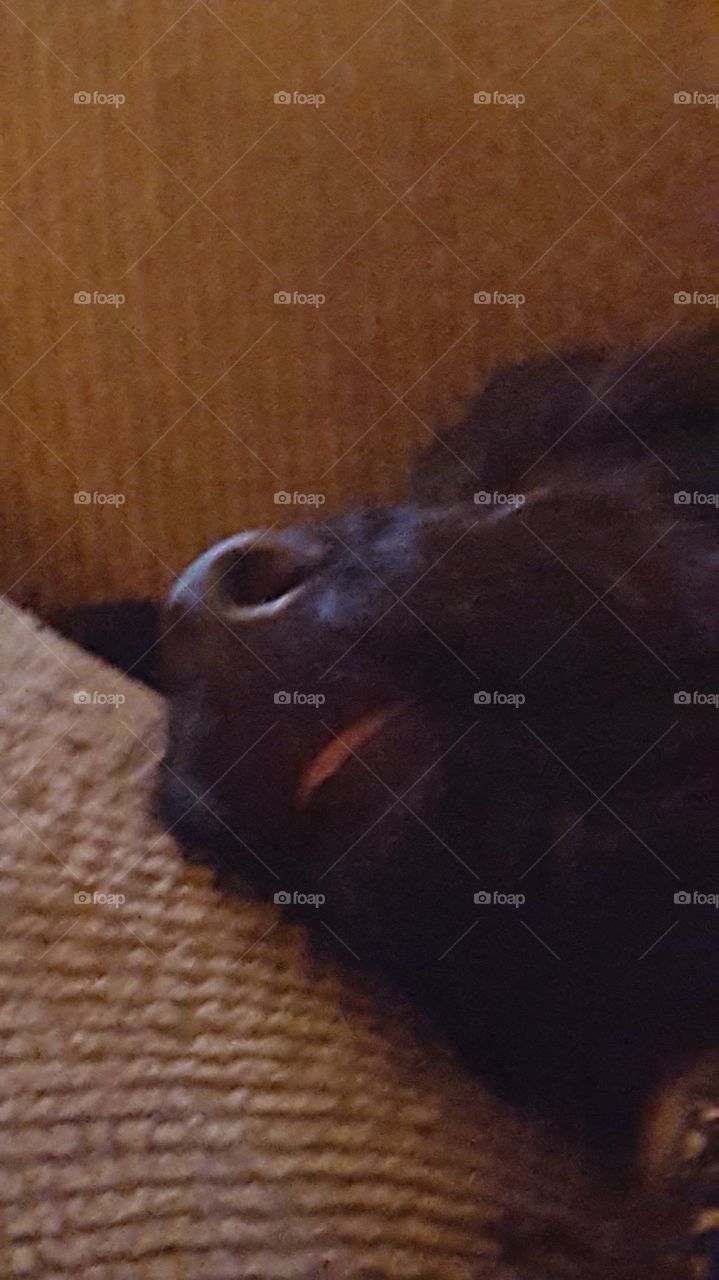 Letting sleeping dogs lie