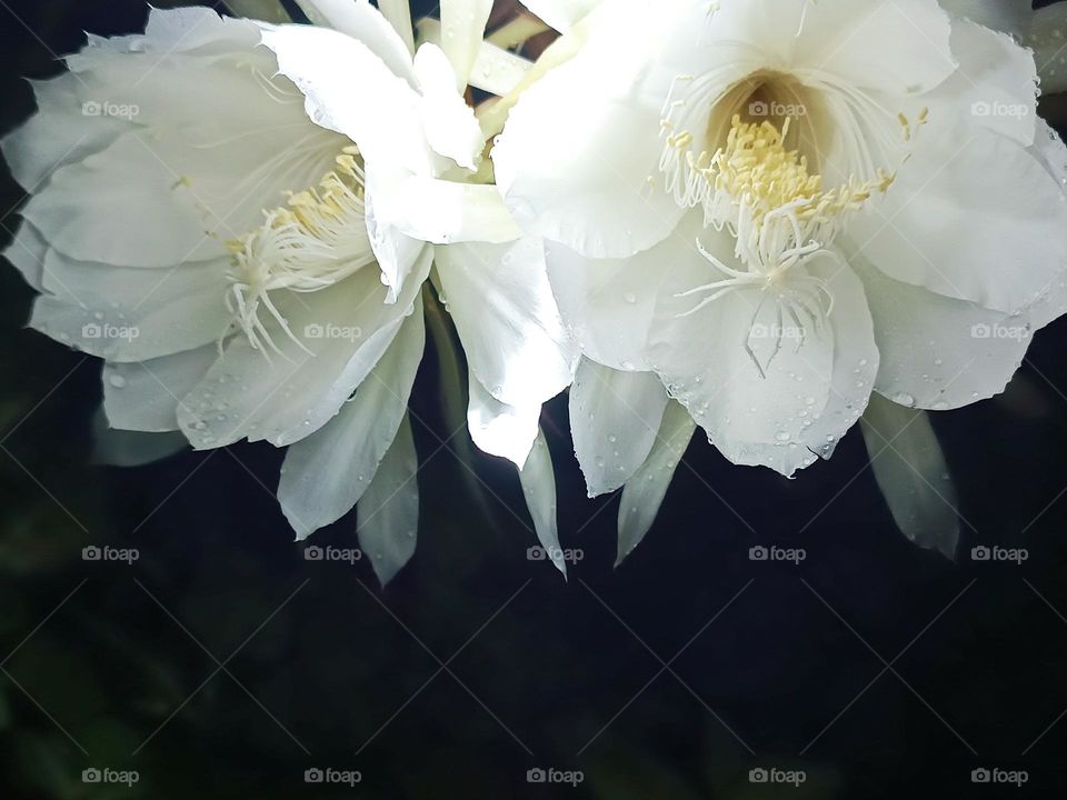 nishagandhi  or Epiphyllum oxypetalum= queen of night , white colour flower front side photo of two of it ,at Rainey day