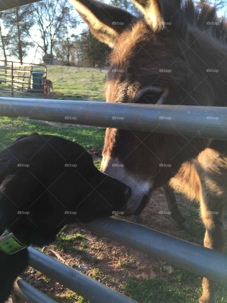 Black lab and donkey