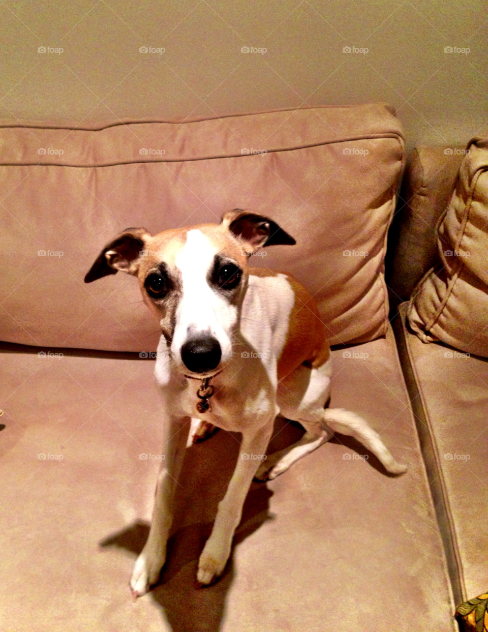 photography dog small pets by jmsilva59