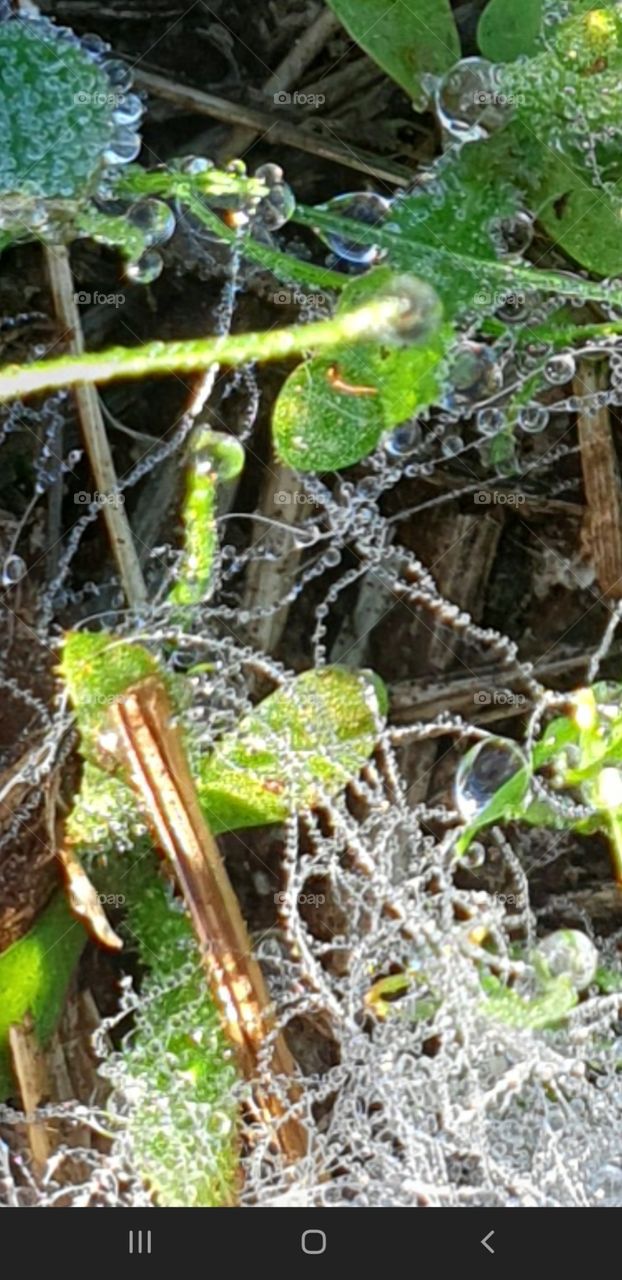 Nikon Coolpix P900 Water Droplets on Spiders Web