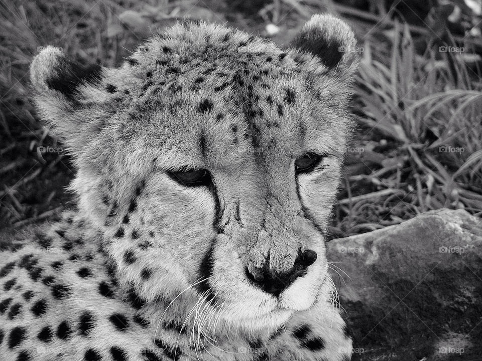 cat animal leopard by angeljack