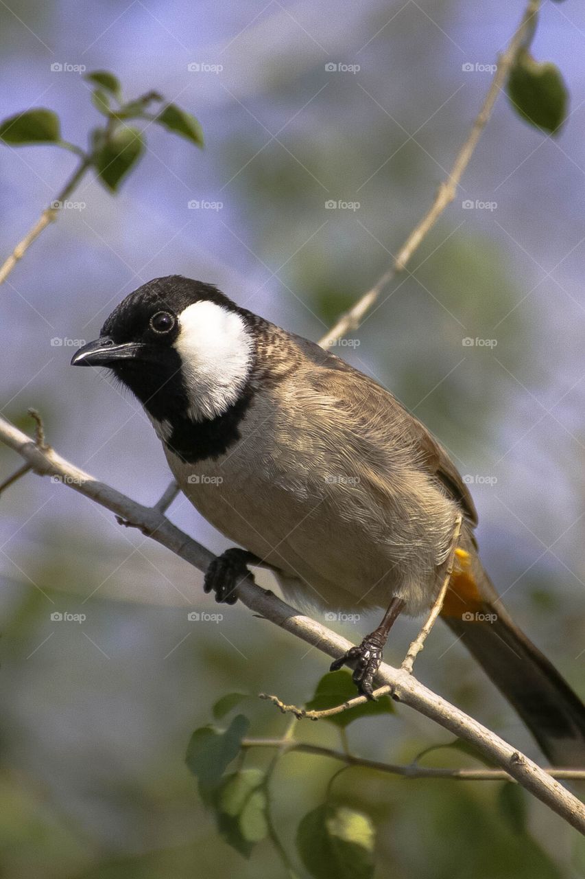 white eared bulbul