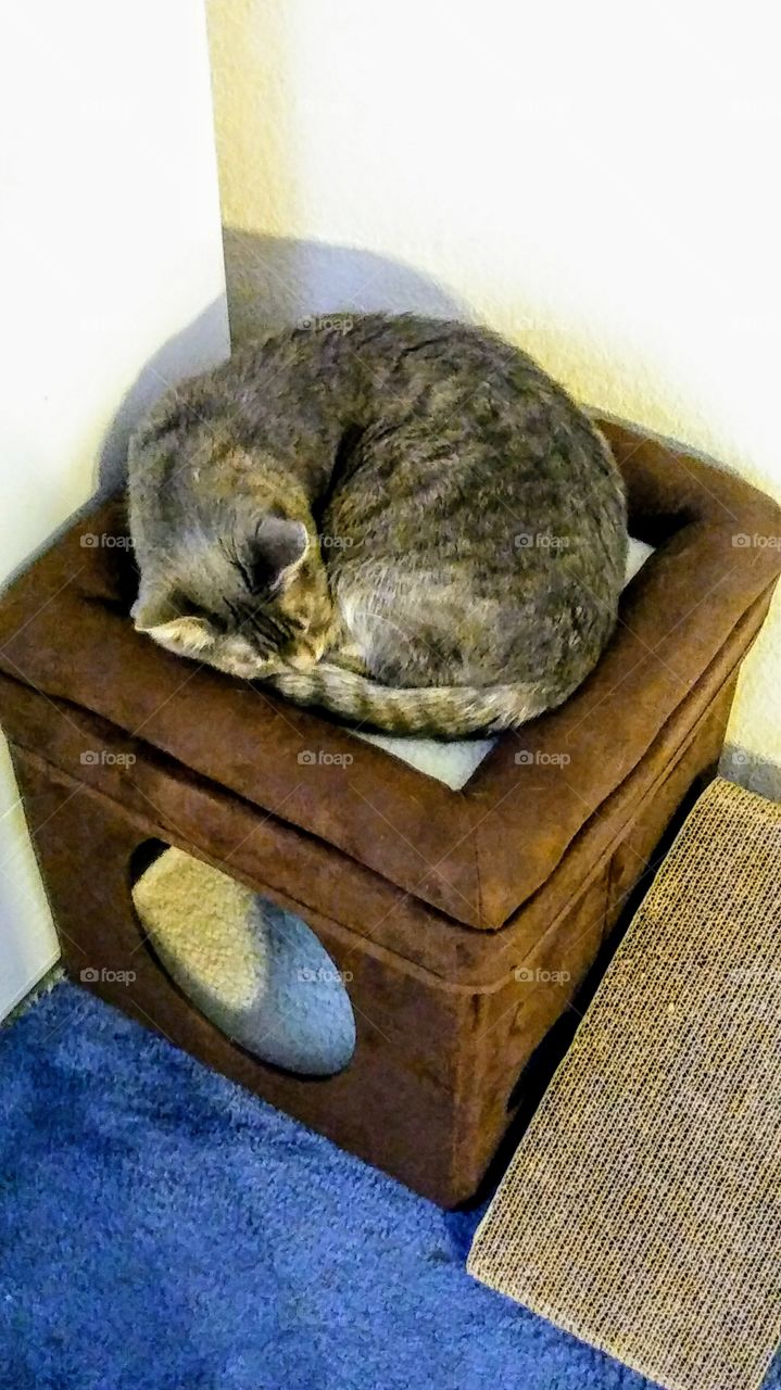 This is the life sleeping all day