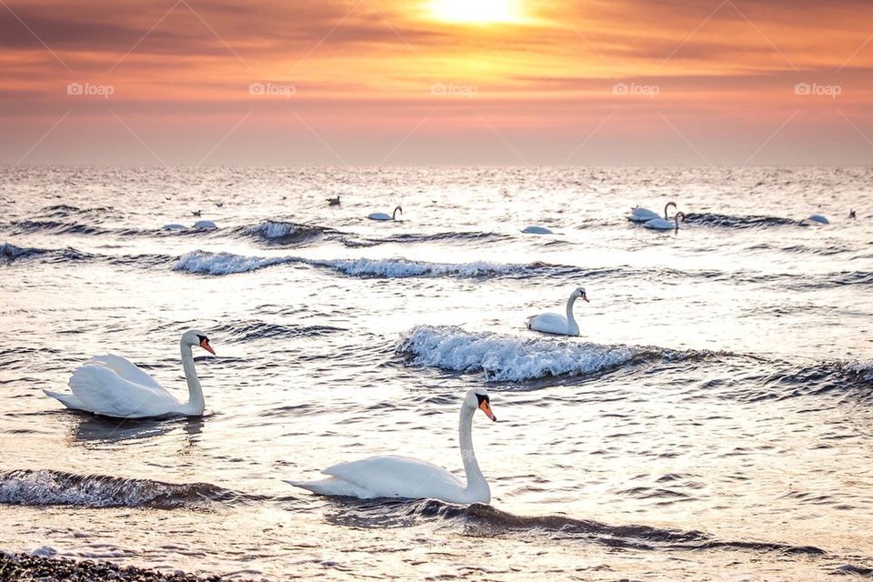 Swan Sunrise