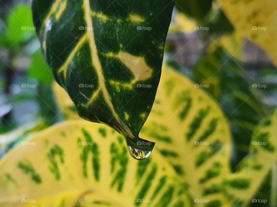 Water drop at the tip of a leaf