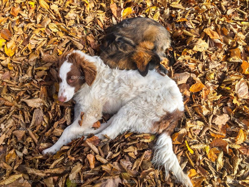 Two dogs sleeping together in pile of brown autumn leaves fallen on the ground 