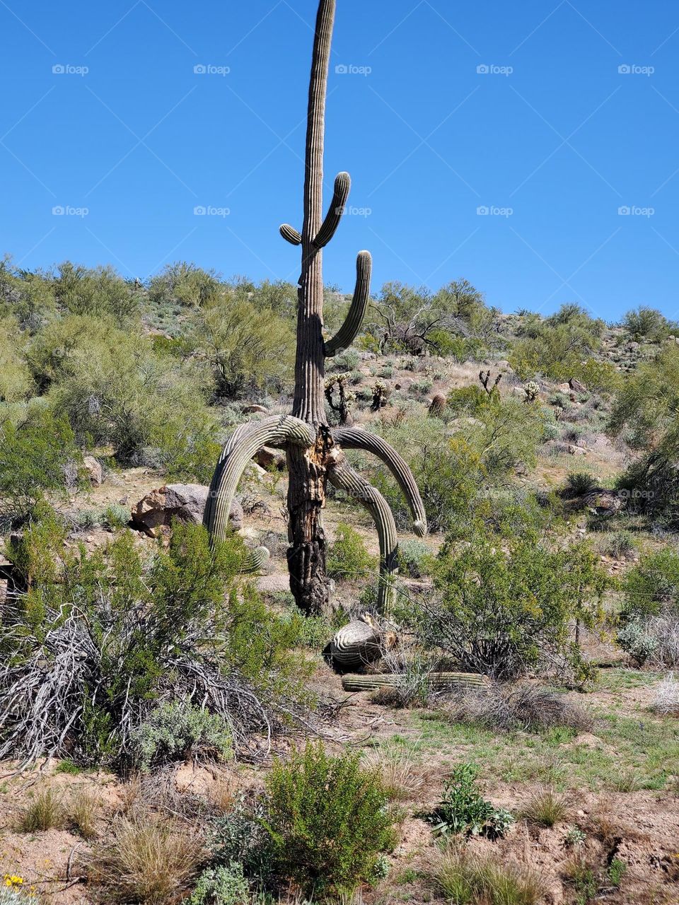 Sagging Saguaro Cactus in Arizona
