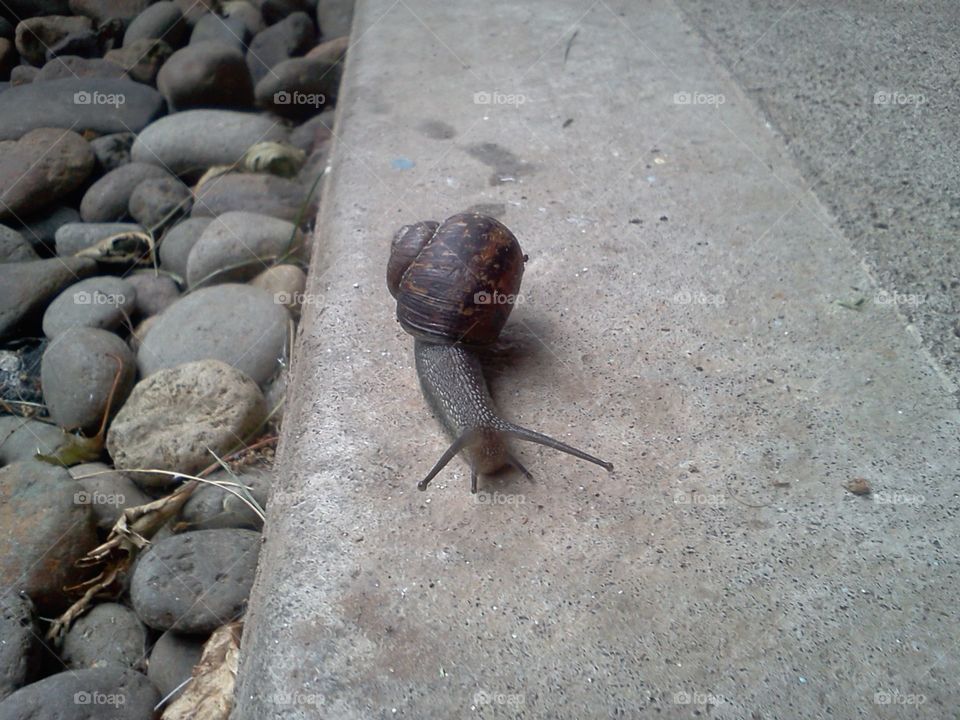 Snail. Snail in our yard.