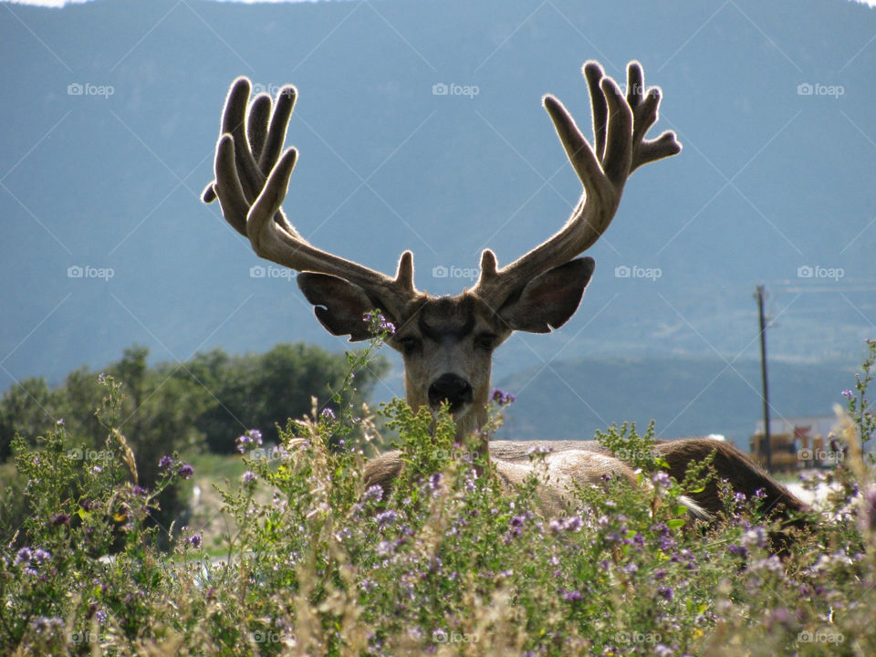 sky bush deer fuzzy by mengzishiliu