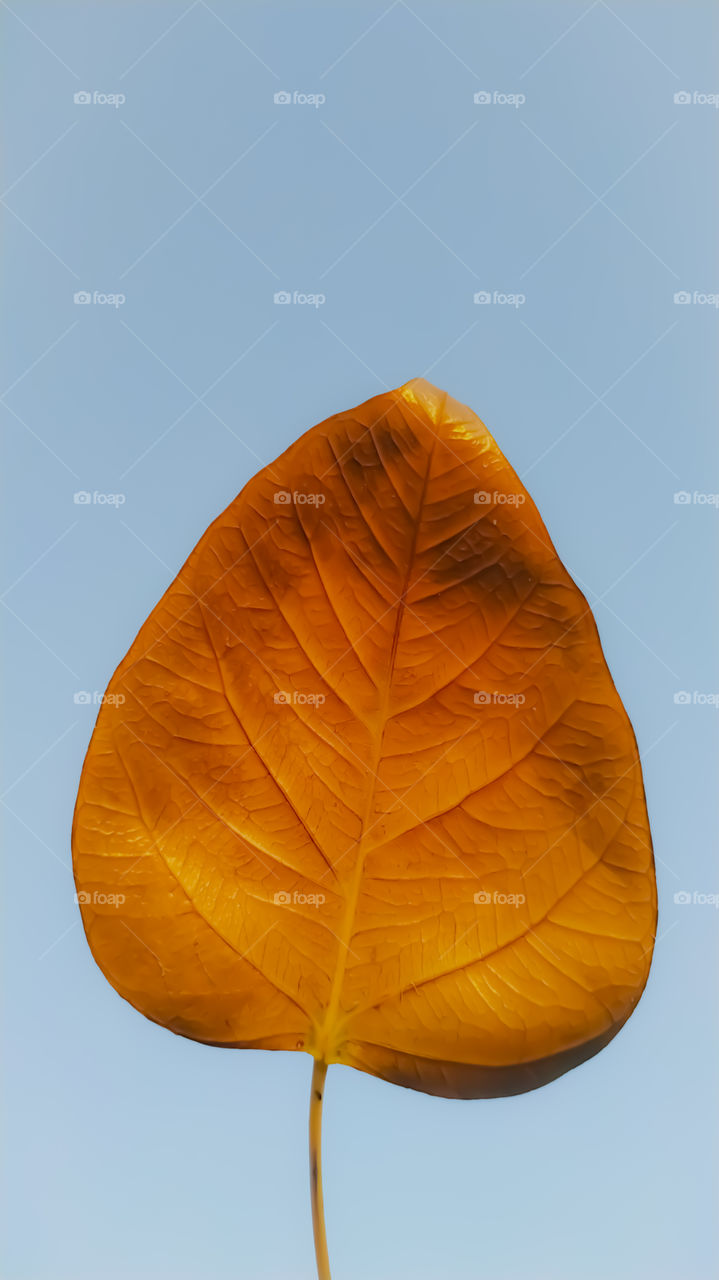 Red leaf vein bodhi leaf on blue background