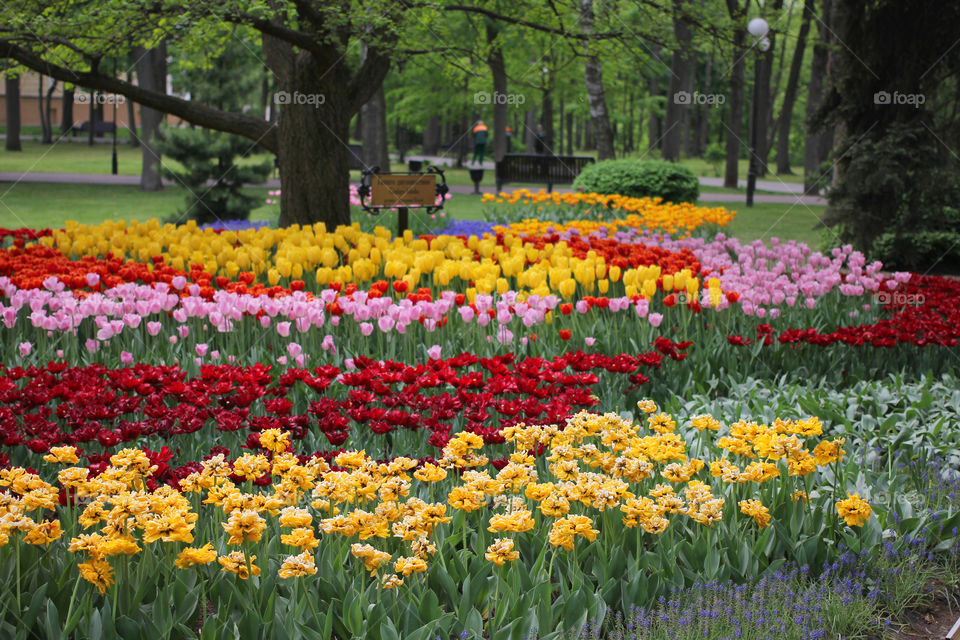 Tulips in the city park