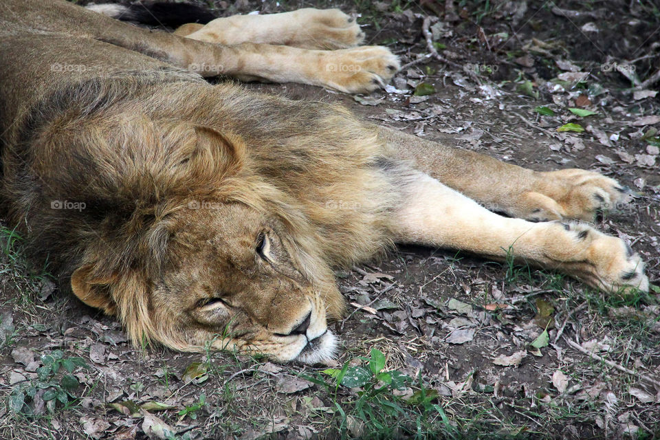 sleepy lion. A lion sleeping at the wild animal zoo, china