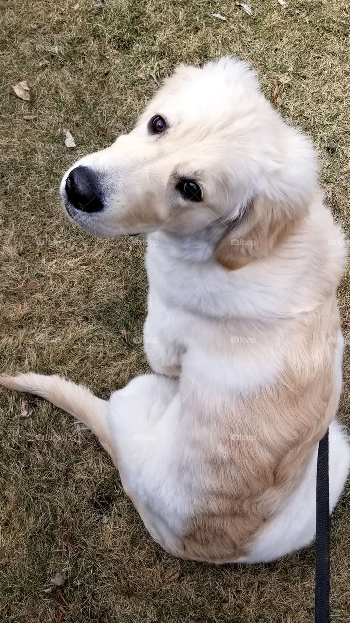 English Golden Retriever Puppy