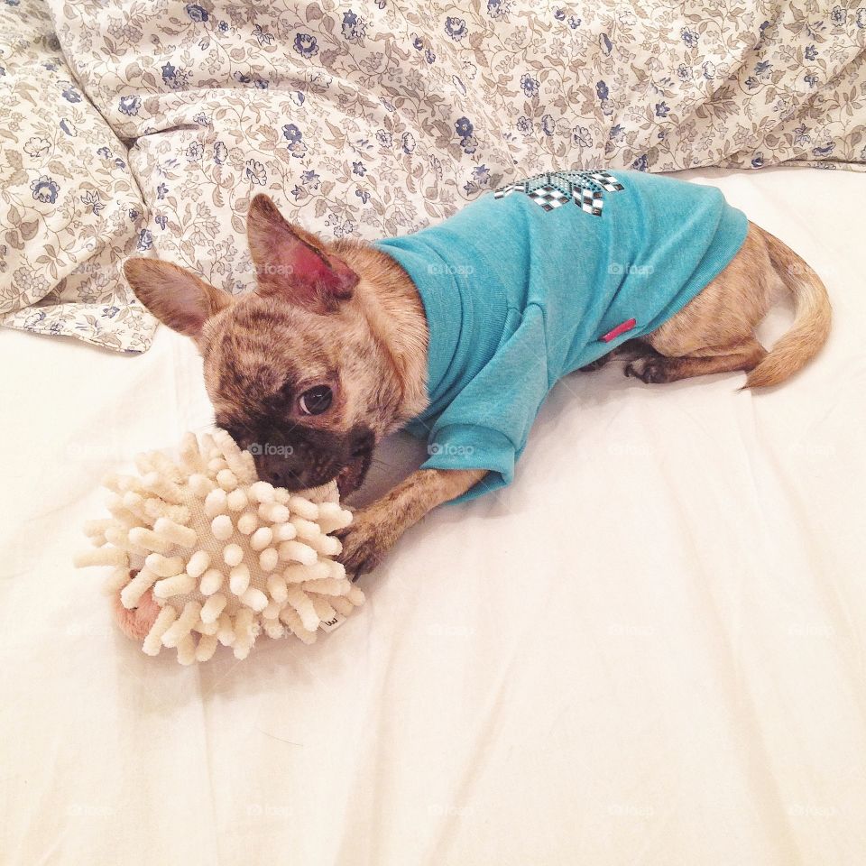 little brindle Chihuahua playing with toy