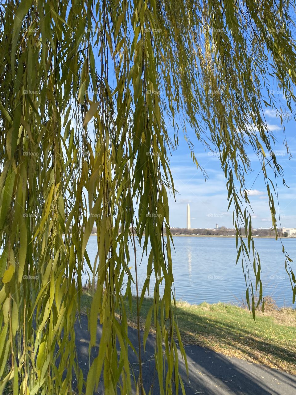 Willow tree & the Washington monument 