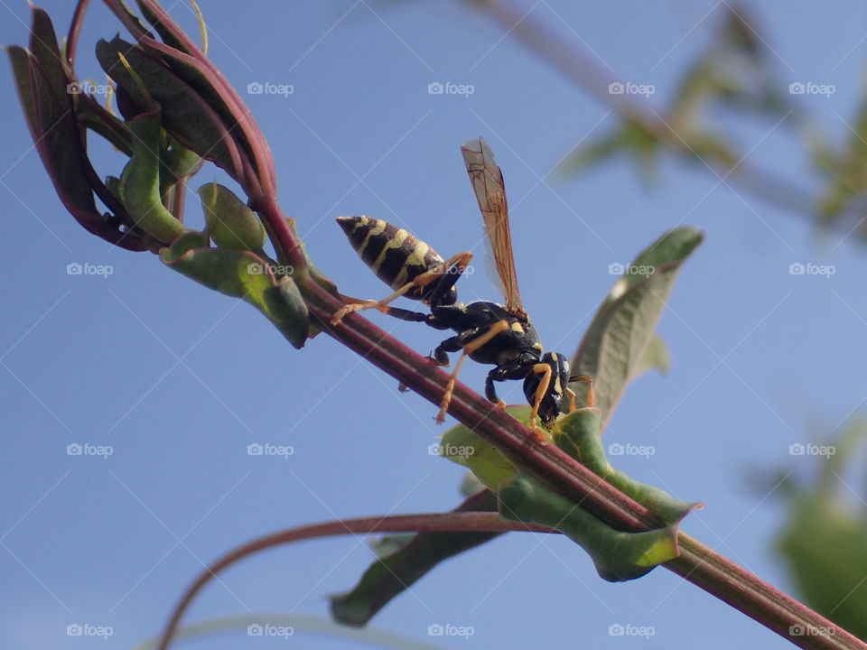 Wasp on branch