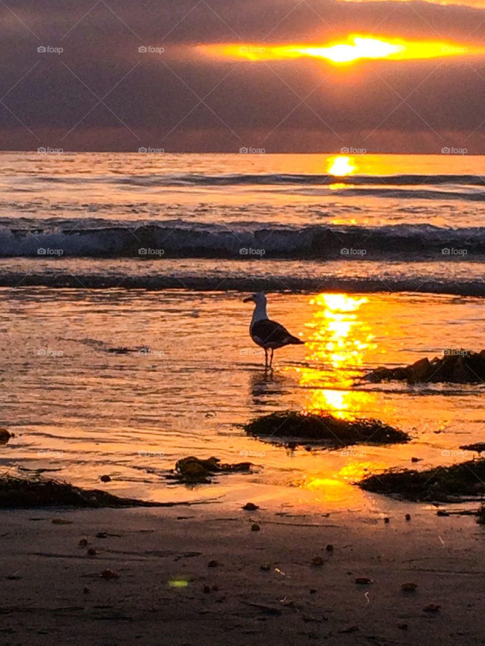 La Jolla Bird and Sunset