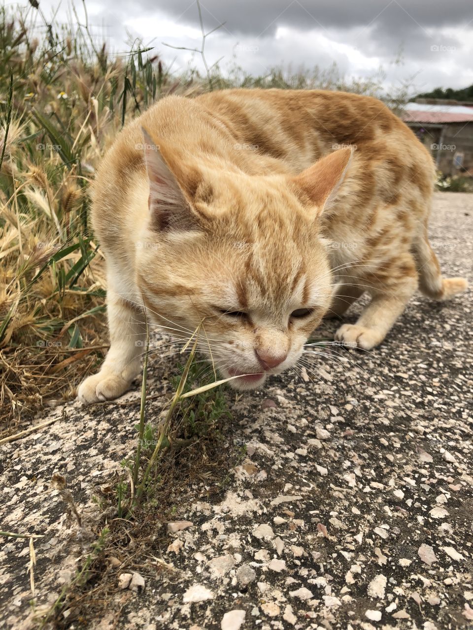 Cat eating grass
