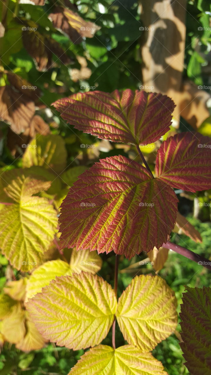 blackberry leaves