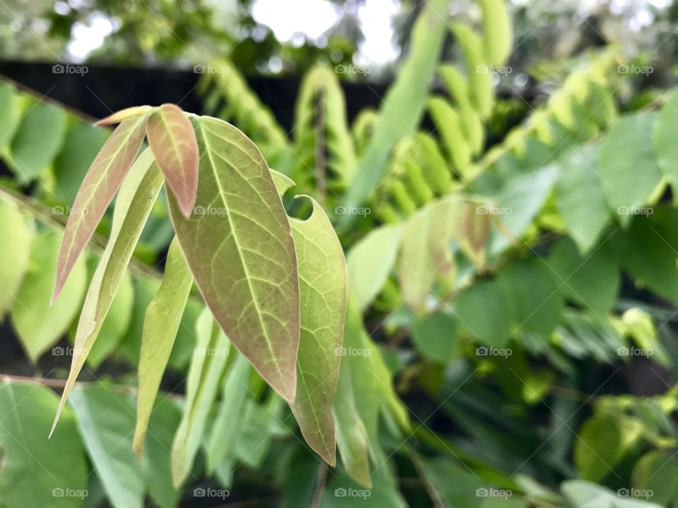 Green leafs with lushing green...