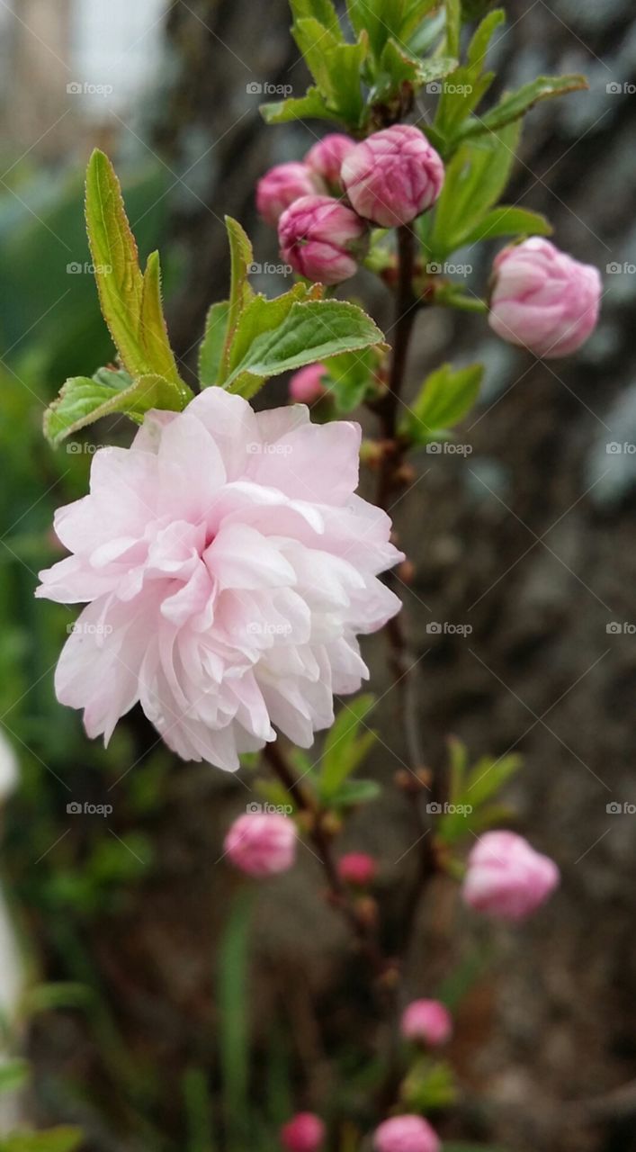 Delicate Pink Flowers