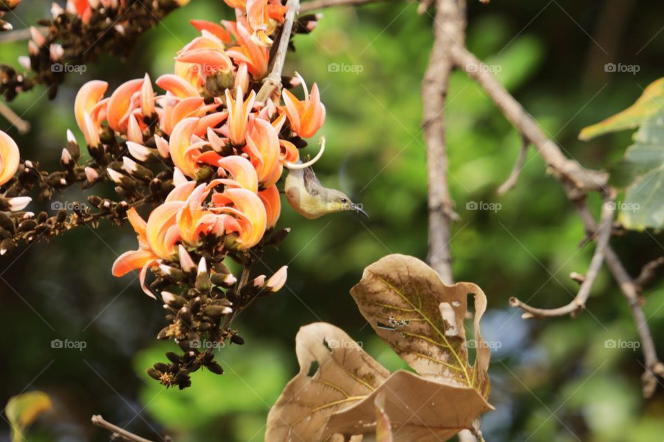 spring time, olive sunbird sitting on sacred tree