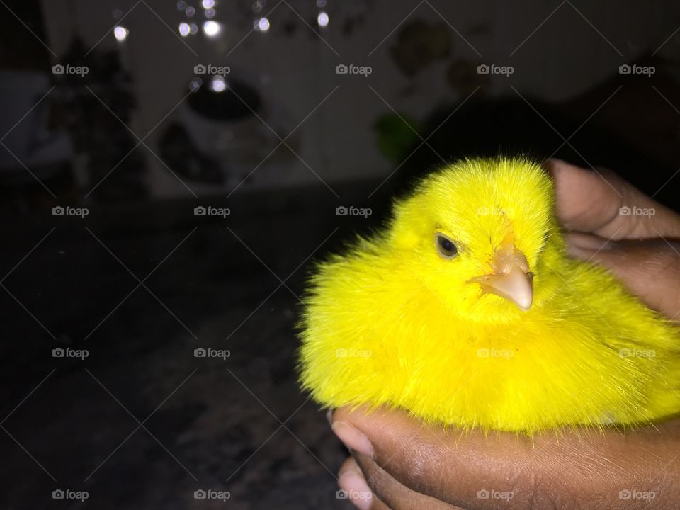 Baby Chick yellow colour