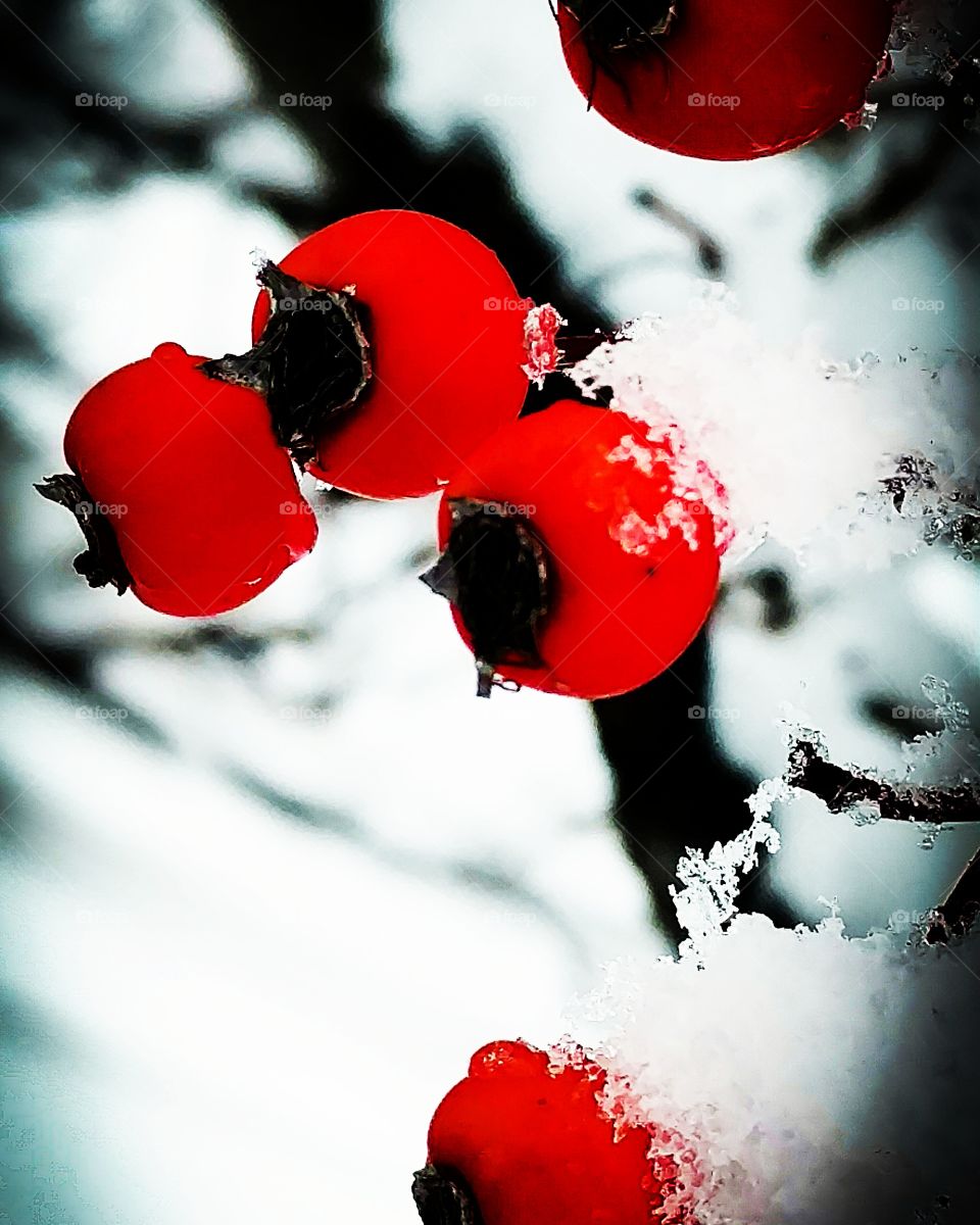 snow berries