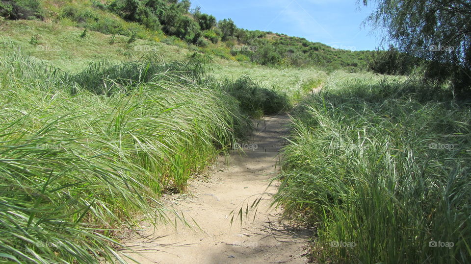 Grass fields