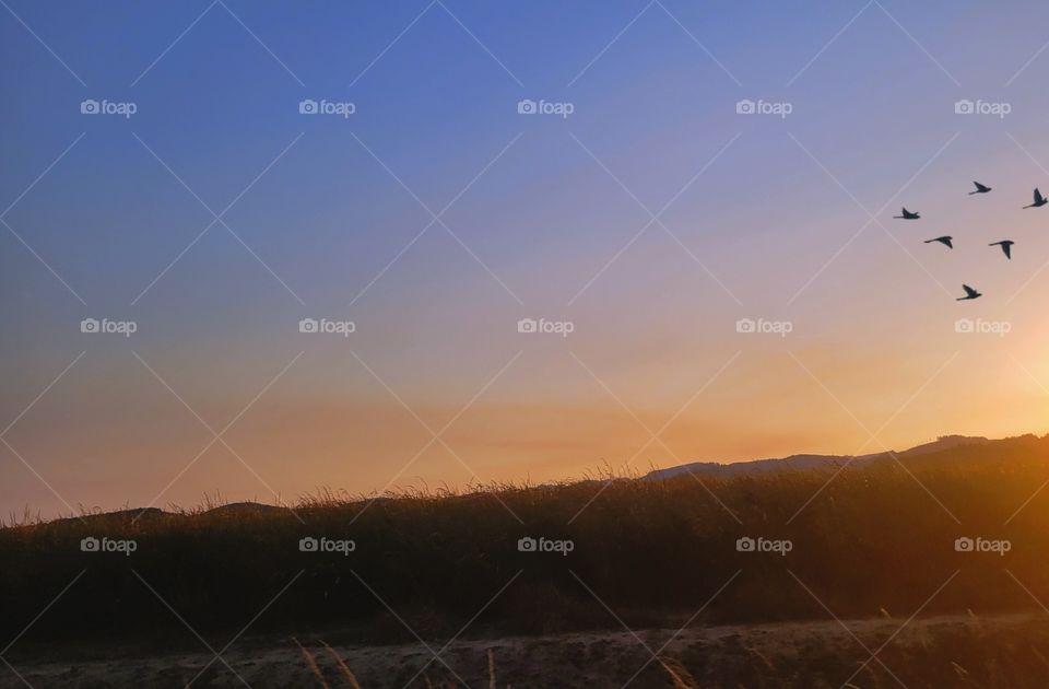 sunrise light & Birds flocking