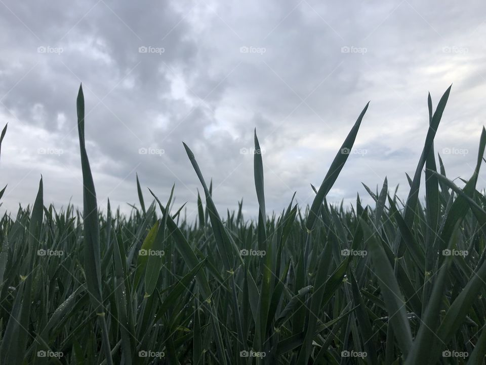 Blades of grass after the storm 