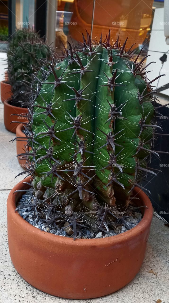 Cactos