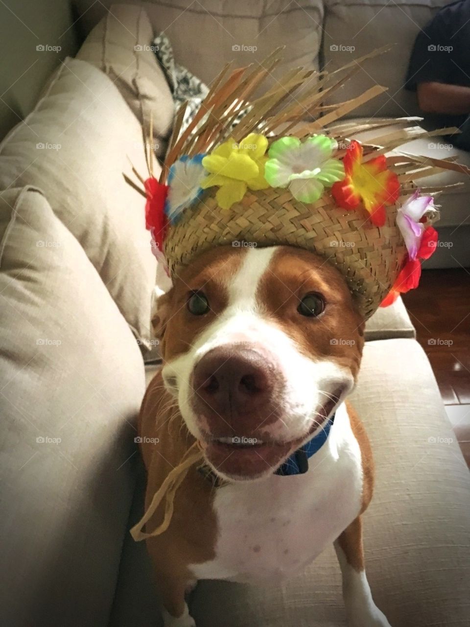 Beautiful rescue pitbull dog in a Hawaiian hat 🌺