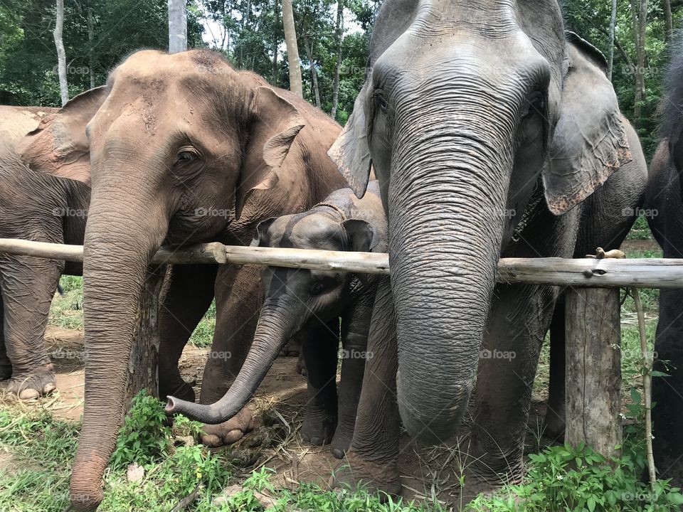 Elephants at Chai Lai Orchid in Thailand waiting for food after a morning walk in the jungle.