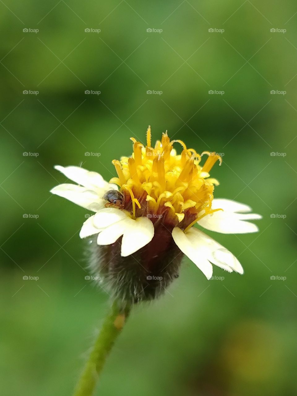 Sun Flower cute