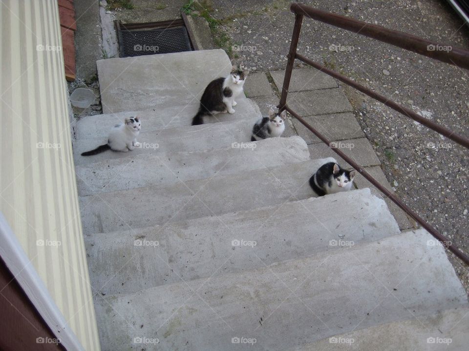 Kittens hanging out on stairs