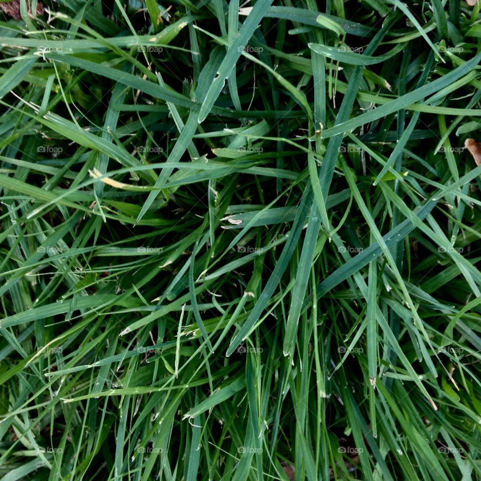 Grass texture 1