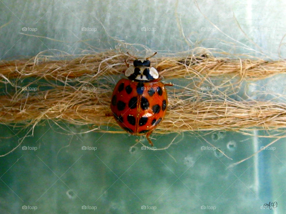 Little Lady bug