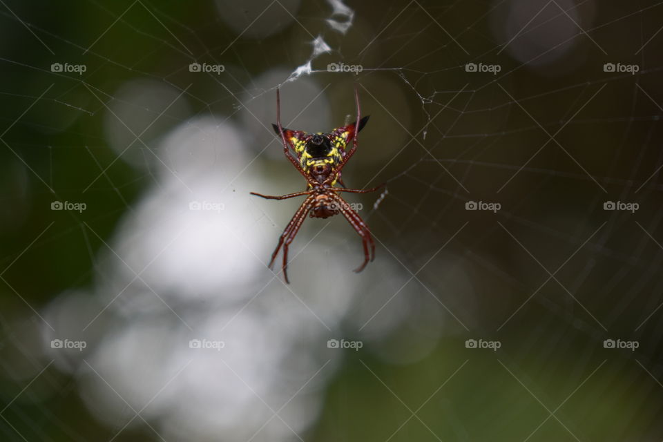spider