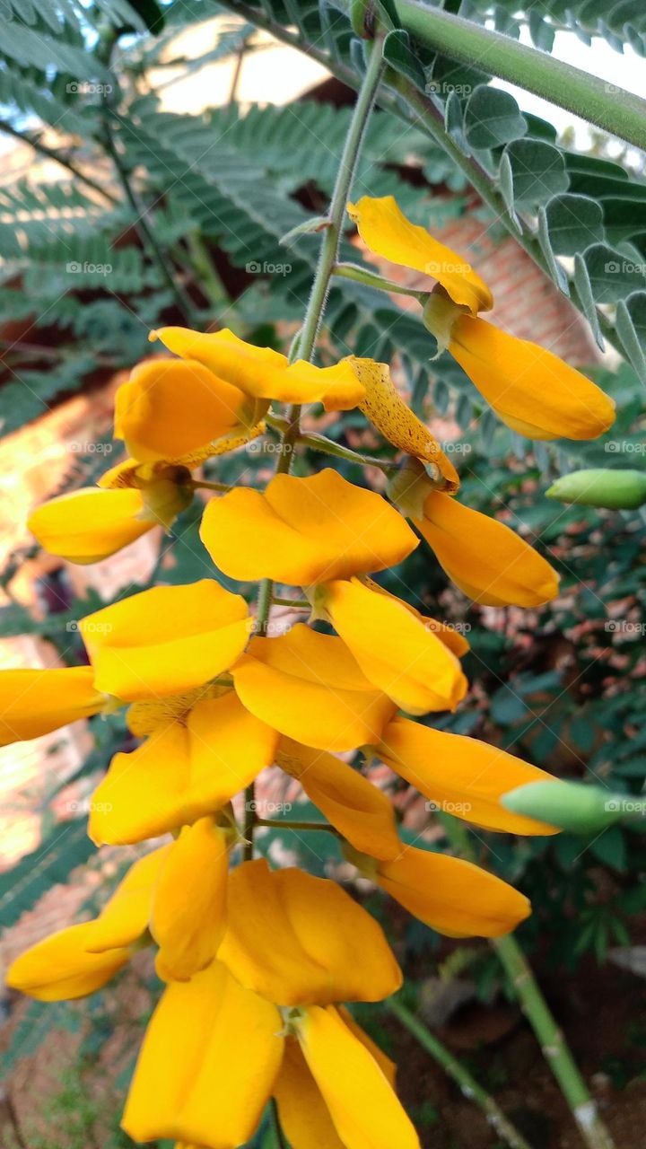 Sesbania javanica is an annual plant with stems that become more or less woody near the base and yellow flowers