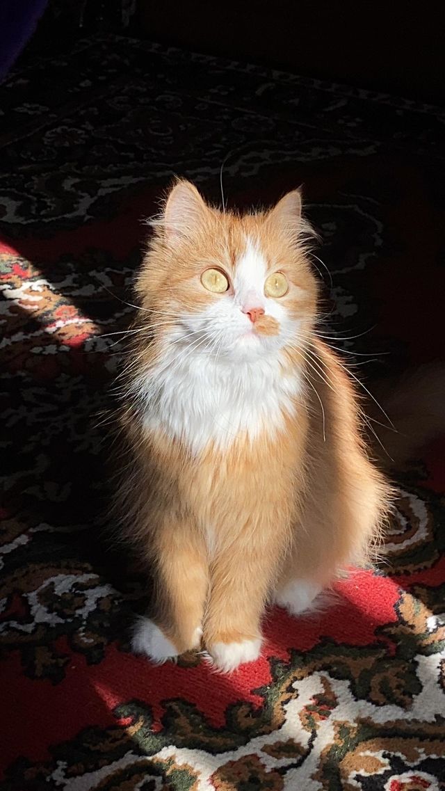 Sun