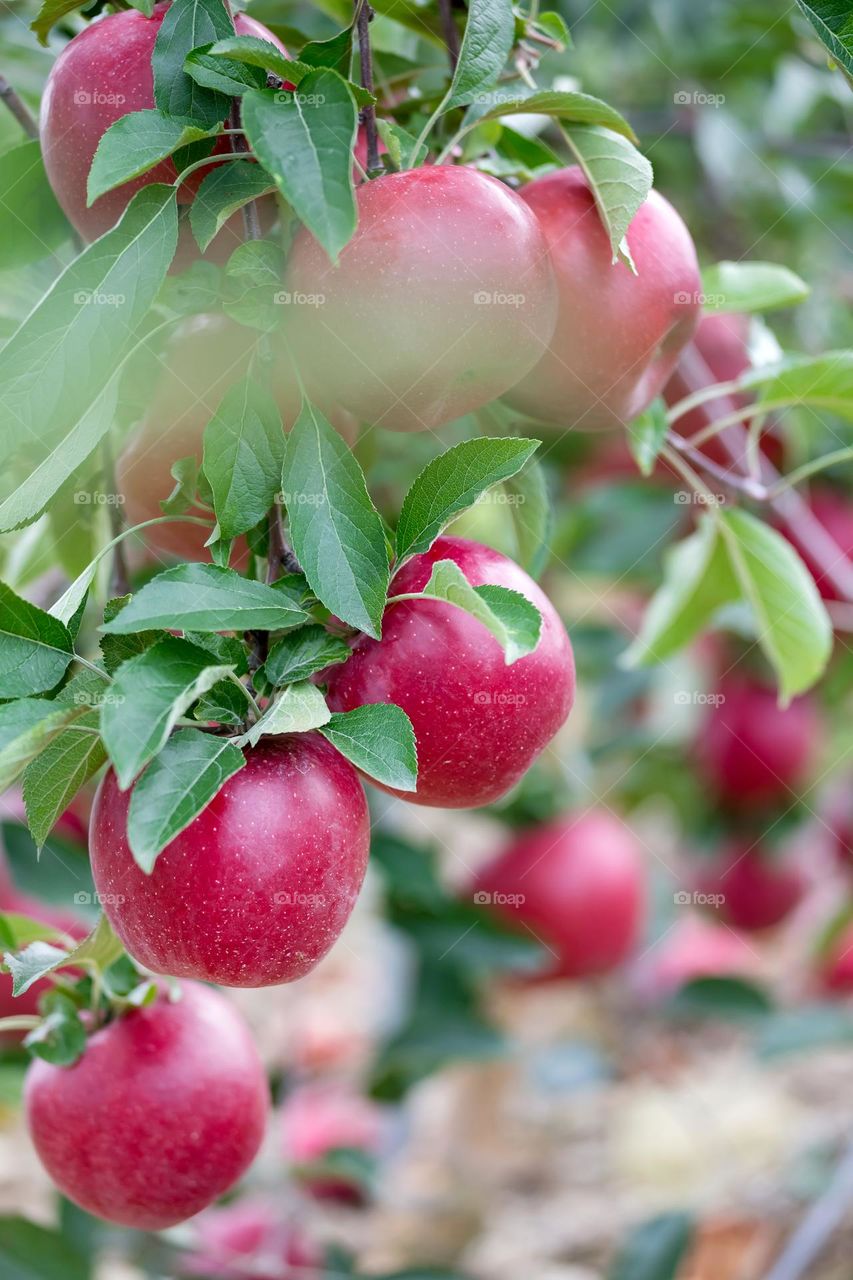 Juicy red apples on the tree branch, healthy eating habits