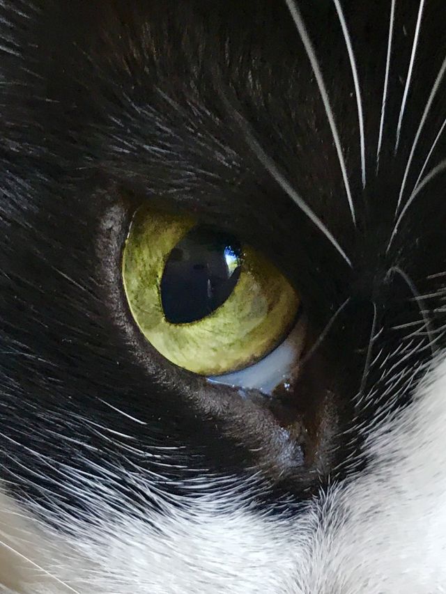 Lola
